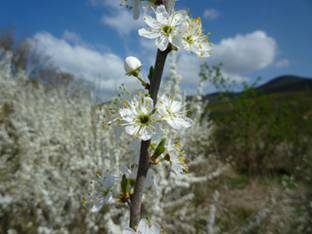 image026