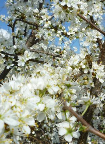 image032