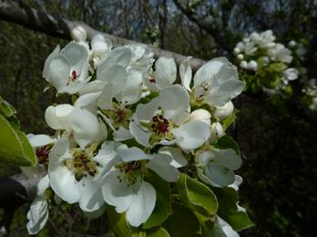 image034
